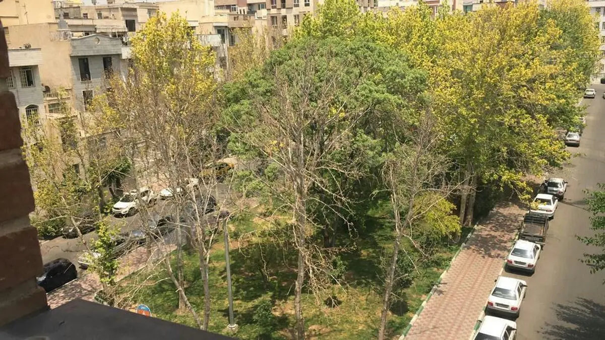 ماجرای قطع شبانه درختان میدان ۸ نارمک چه بود؟