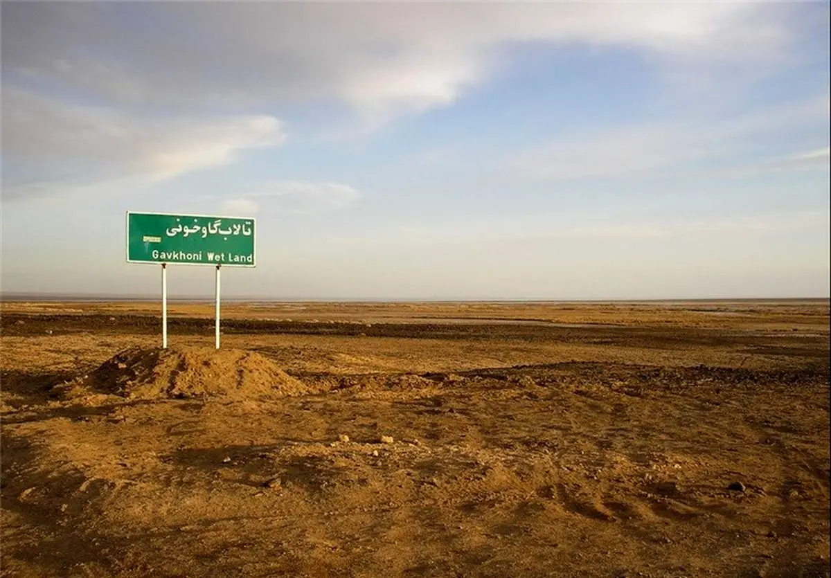 وقتی احیای تالابی قربانی کشاورزی میشود