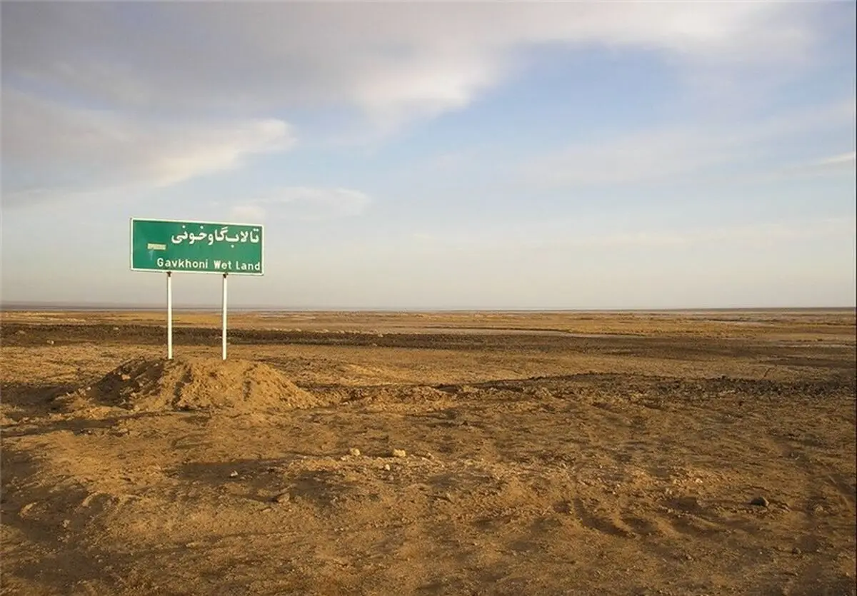 وقتی احیای تالابی قربانی کشاورزی می‌شود