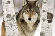 خشکسالی سال های گذشته عامل اصلی حمله گرگ ها به انسان است