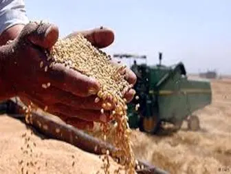 دست دولت در جیب خالی کشاورزان برای پرداخت یارانه نان