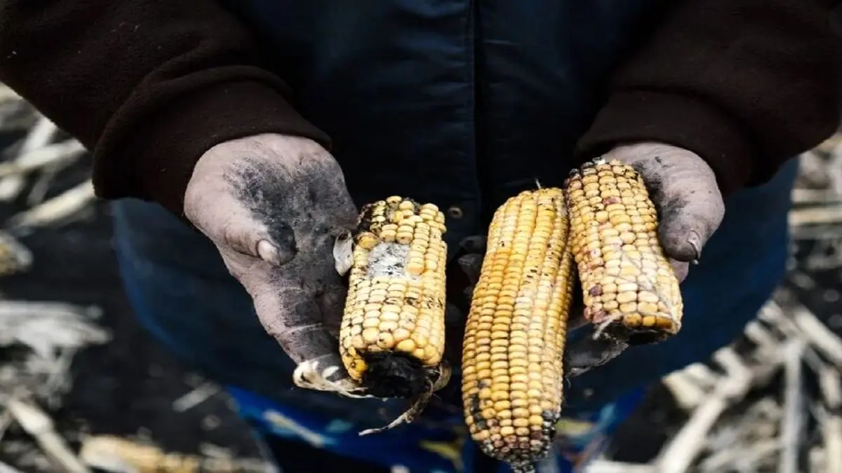 سال آینده سختترین سال برای بازار جهانی غذاست