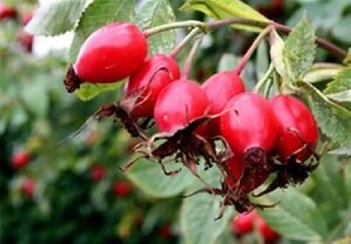 گیاهی شگفت‌انگیز برای دفع "سنگ کلیه و سنگ کیسه صفرا"