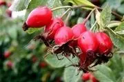 گیاهی شگفت‌انگیز برای دفع 
