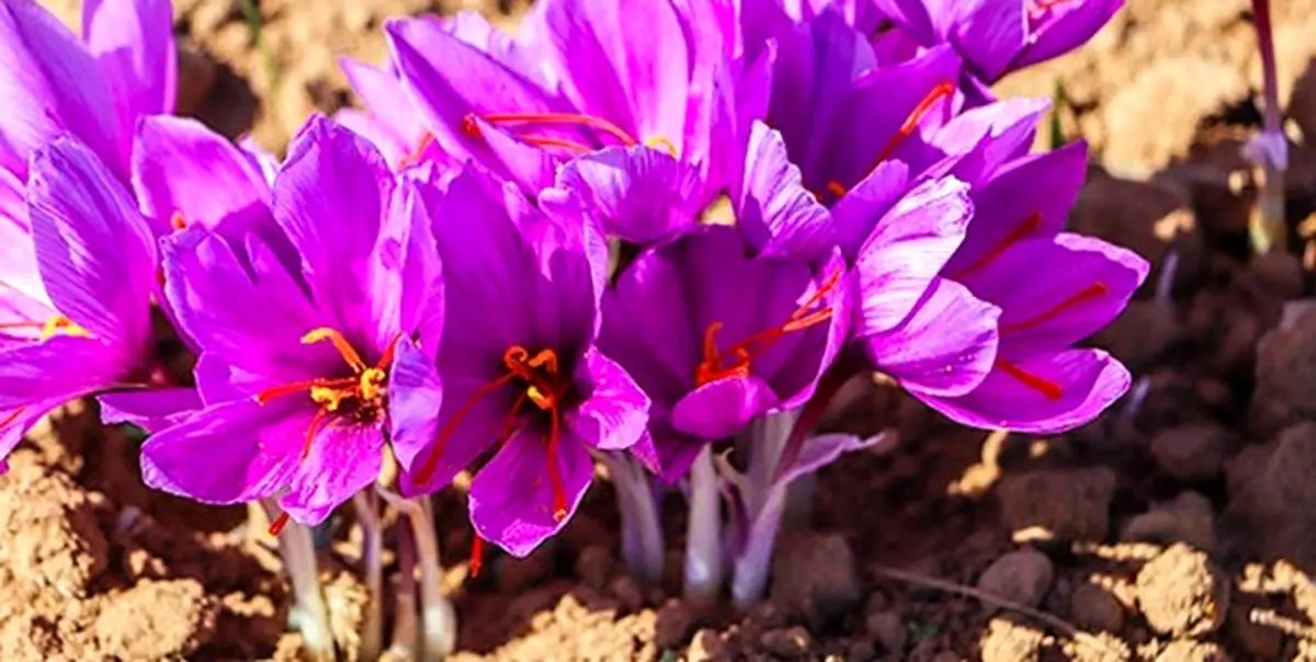 تاثیر زعفران در کاهش علائم افسردگی