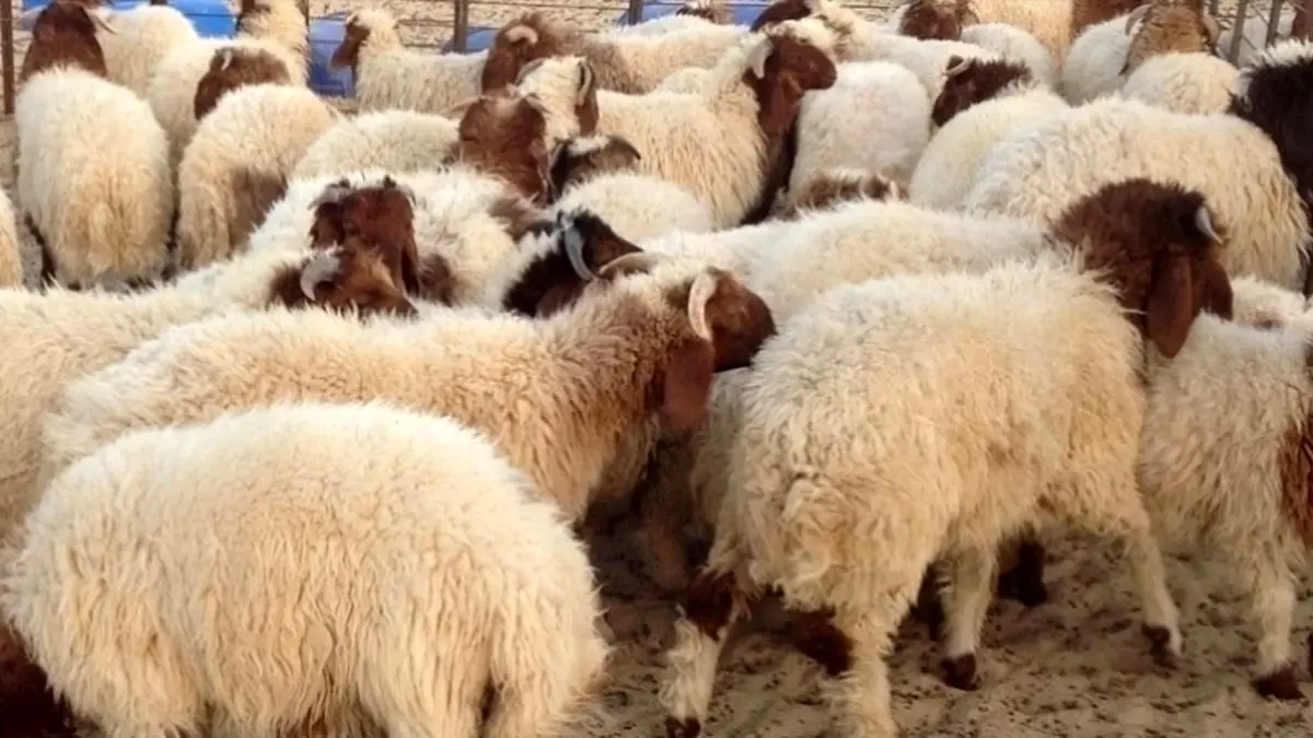 عرضه ۲۵ هزار رأس دام عشایری برای ذبح در عید قربان