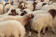عرضه ۲۵ هزار رأس دام عشایری برای ذبح در عید قربان 