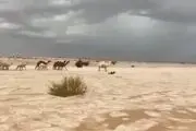 تبدیل شدن صحرا به رودخانه یخی در عربستان