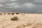 تبدیل شدن صحرا به رودخانه یخی در عربستان