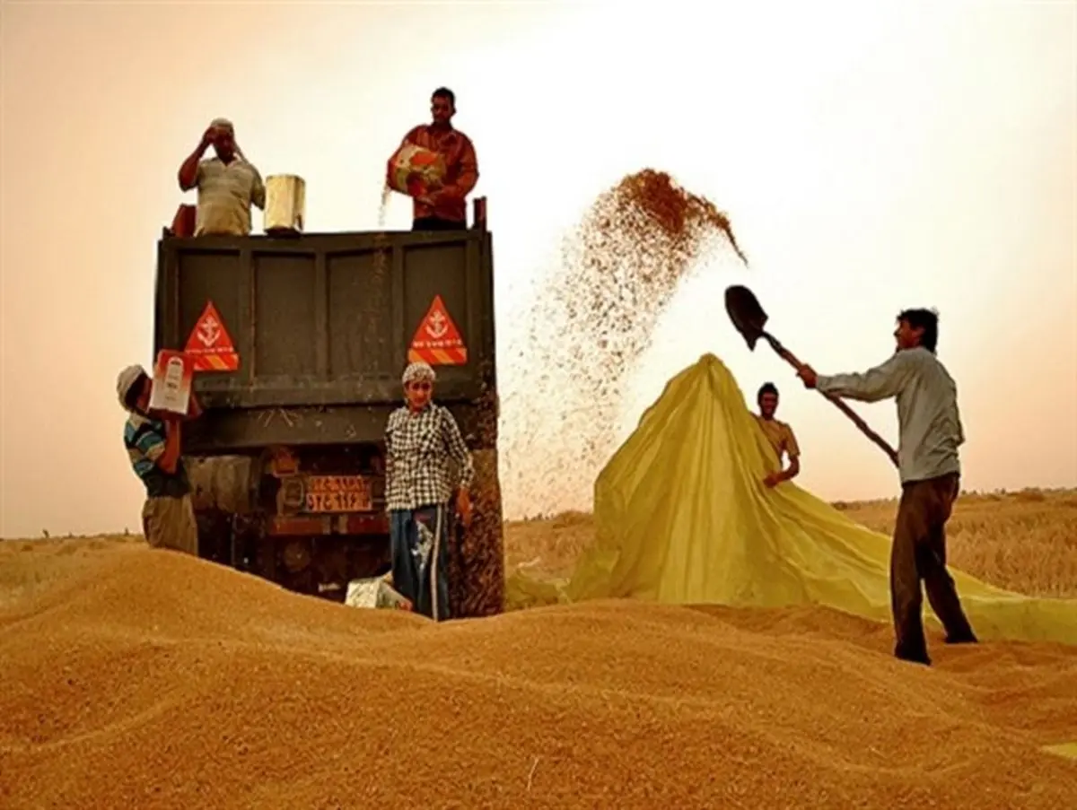 پیشبینی خرید ۵۰ هزار تن گندم در شهرستان سرخس