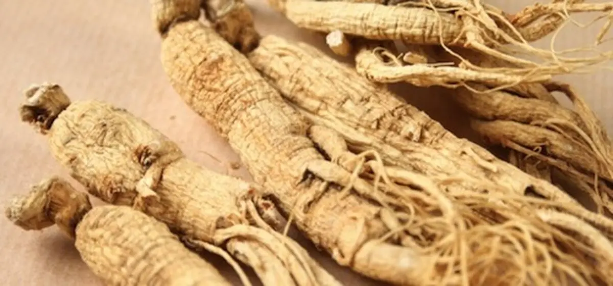جینسِنگ، معجزه دیرینه پزشکی