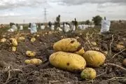 سیب زمینی‌های وارداتی، ایرانی هستند!
