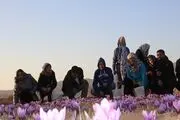 رایحه دل انگیز زعفران ایرانی، آلمانی ها را به قاینات کشاند+تصاویر