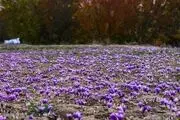 خرید توافقی زعفران به ۲۷ تن رسید
