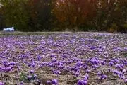 خرید توافقی زعفران به ۲۷ تن رسید
