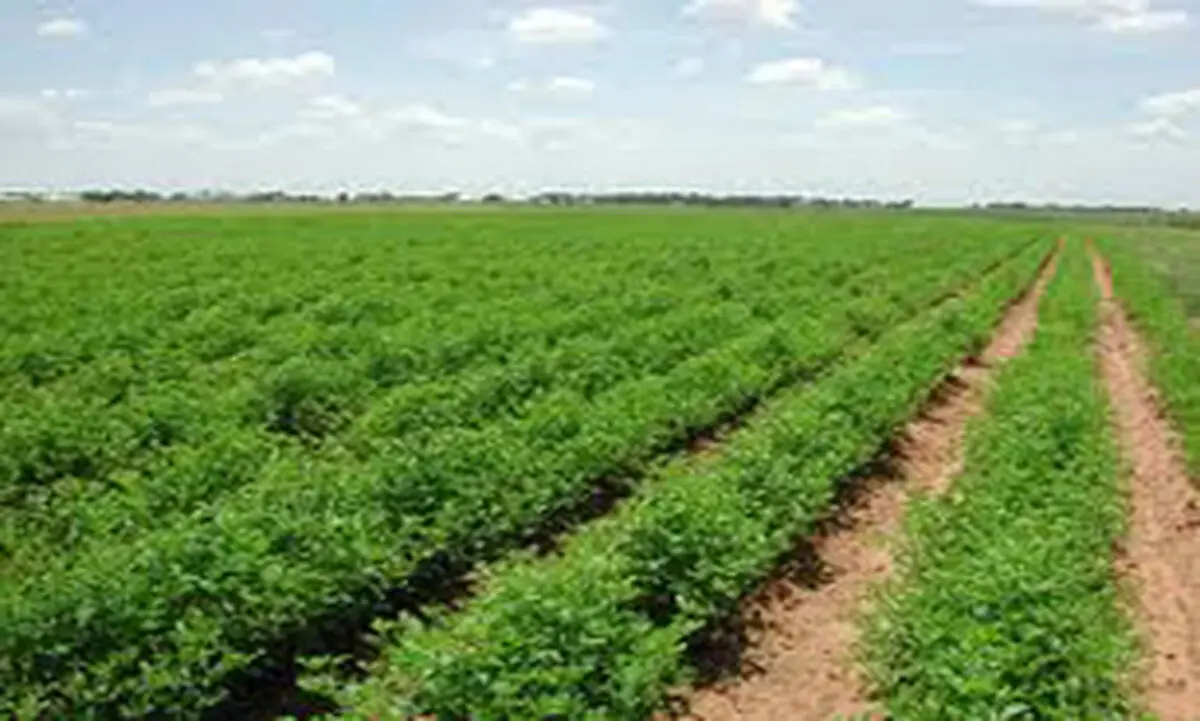 حذف نقش واسطه‌گری