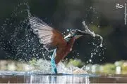  لحظه شکار مرغ ماهی خوار/ عکس