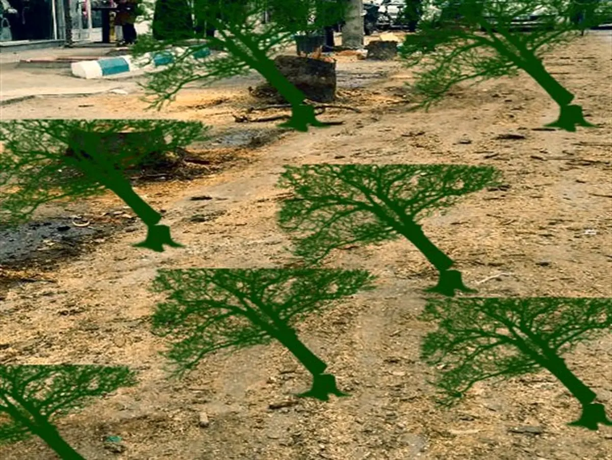قطع بیش از 70 اصله درخت کمتر از 20 روز در آستانهاشرفیه