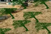 قطع بیش از 70 اصله درخت کمتر از 20 روز در آستانه‌اشرفیه