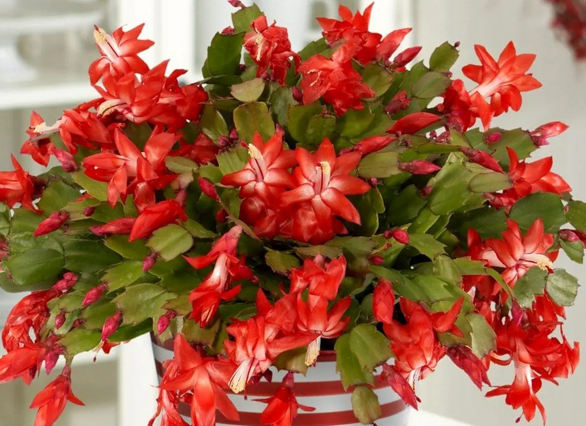 گلی مقاوم در برابر سرما