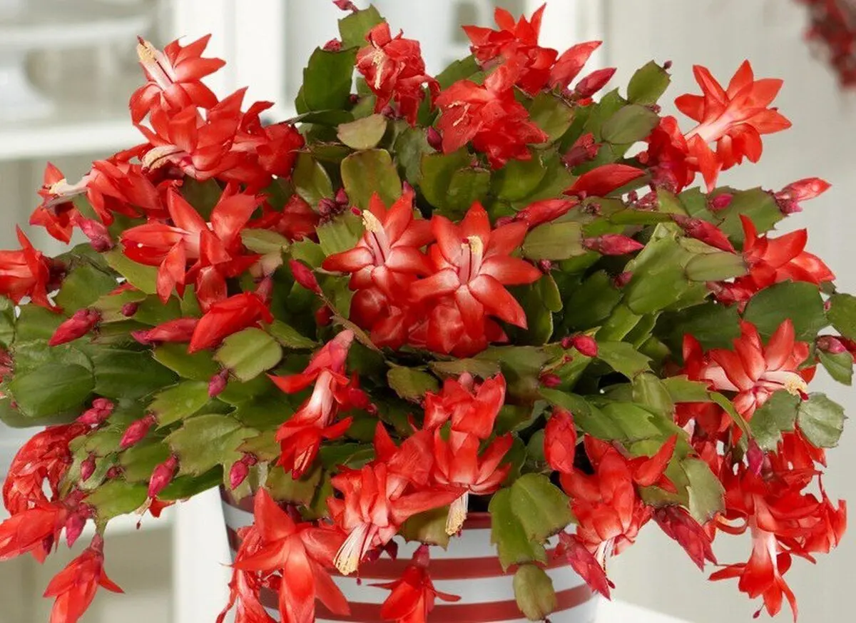 گلی مقاوم در برابر سرما