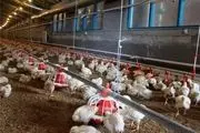 جریمه 24 میلیارد تومانی مرغداران متخلف در تهران