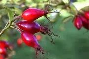 خواص باورنکردنی میوه گل نسترن
