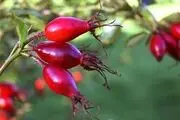 خواص باورنکردنی میوه گل نسترن