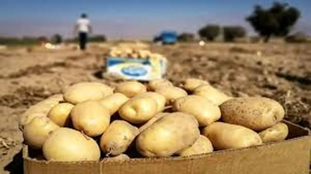 حمله شبانه به مزارع سیب‌زمینی!
