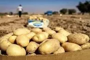 حمله شبانه به مزارع سیب‌زمینی!

