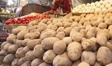 بازی تکراری سیب‌زمینی؛ علت کمبود و گرانی سیب‌زمینی؟
