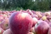 سیب و پرتقال شب عید تامین است