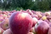 ۹۰۰ تن سیب تنظیم بازاری دولت در انبارها خراب شد