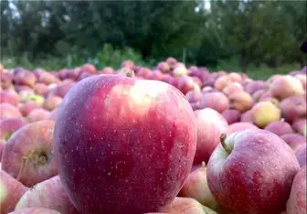صادرات سیب درختی در ۹ ماهه سال جاری