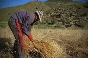 برداشت گندم از مزارع خراسان شمالی به روایت تصویر