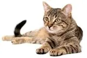 تصویری زیبا از گربه کمیاب ایرانی
