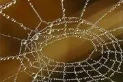 تصاویر; تار عنکبوت پس از بارش باران