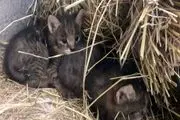 مشاهده سه قلاده گربه جنگلی در سیاهکل+عکس