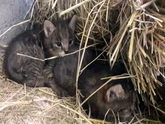 مشاهده سه قلاده گربه جنگلی در سیاهکل+عکس