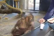 وقتی میمون از شعبده ناشیانه مرد از خنده روده بر می‌شود!