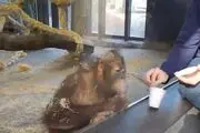 وقتی میمون از شعبده ناشیانه مرد از خنده روده بر می‌شود!