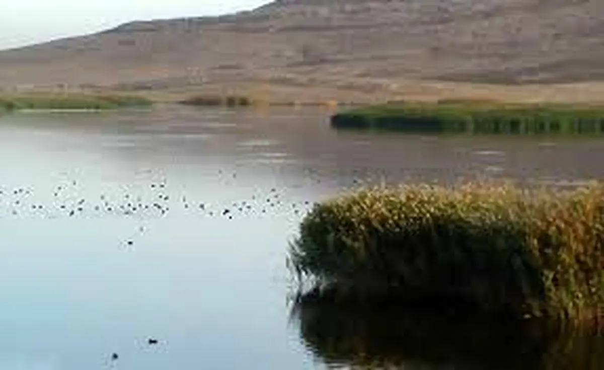جازموریان جان دوباره گرفت