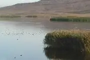 جازموریان جان دوباره گرفت