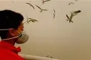 تامین داروهای تنفسی خوزستانی‌ها