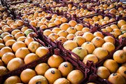 واردات پرتقال برای بازار شب عید یک ضرورت تلقی می‌شود 