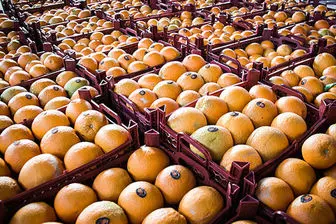 واردات پرتقال توجیه ندارد