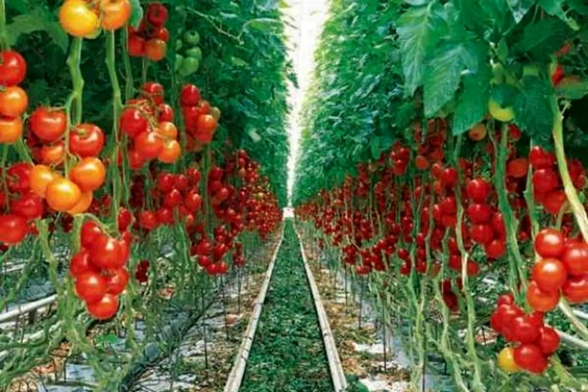 باید و نبایدهای محصولات تراریخته