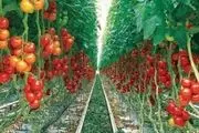 باید و نبایدهای محصولات تراریخته