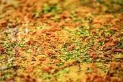 آشی که نمی گذارد زود پیر شوید!/ طرز تهیه