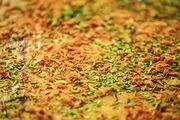 آشی که نمی گذارد زود پیر شوید!/ طرز تهیه